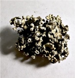Hypogymnia tubulosa image