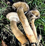 Armillaria solidipes image