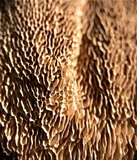 Earliella scabrosa image