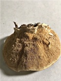 Earliella scabrosa image