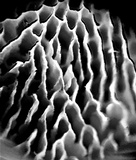 Earliella scabrosa image