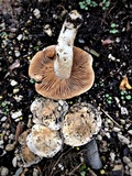 Hebeloma ischnostylum image