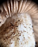 Hebeloma ischnostylum image