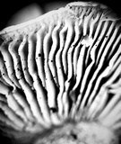 Hebeloma ischnostylum image