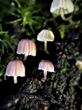 Mycena corticola image