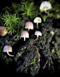 Mycena corticola image