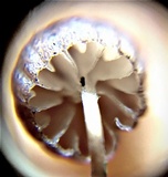 Mycena corticola image