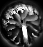 Mycena corticola image