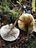 Hypholoma capnoides image