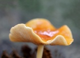 Marasmius strictipes image