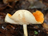 Marasmius strictipes image