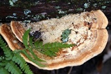 Daedalea quercina image