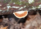 Daedalea quercina image