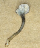 Arrhenia chlorocyanea image