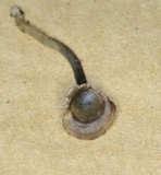 Arrhenia chlorocyanea image