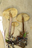 Kuehneromyces lignicola image