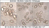 Hebeloma subtortum image
