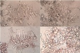 Hebeloma subtortum image