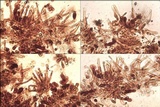 Hebeloma subtortum image