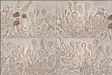 Hebeloma porphyrosporum image