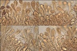 Hebeloma porphyrosporum image