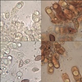 Hebeloma porphyrosporum image