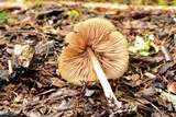 Entoloma holoconiotum image
