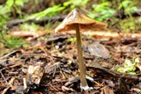 Entoloma holoconiotum image