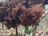 Phaeotremella frondosa image