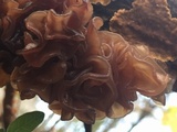 Phaeotremella frondosa image
