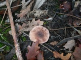 Tricholoma eucalypticum image