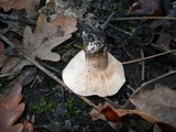 Tricholoma eucalypticum image