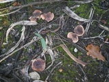 Tricholoma eucalypticum image