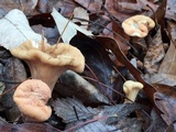Clavariadelphus truncatus image