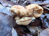 Clavariadelphus truncatus image