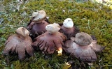 Geastrum rufescens image