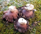 Geastrum rufescens image
