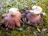 Geastrum rufescens image