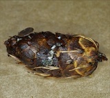 Ciboria rufofusca image
