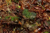 Pseudoplectania melaena image