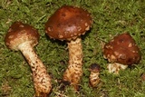Hemistropharia albocrenulata image