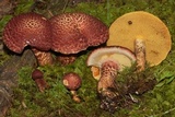 Suillus spraguei image