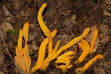 Clavulinopsis fusiformis image