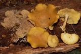 Callistosporium luteo-olivaceum image