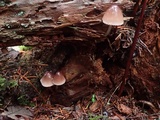 Mycena elegantula image
