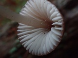 Mycena elegantula image