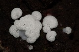 Ceratiomyxa fruticulosa var. fruticulosa image