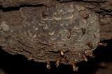 Globifomes graveolens image