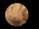 Xylaria longipes image