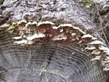 Trichaptum abietinum image